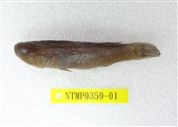 藏品(黑塘鱧)的圖片